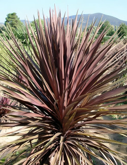 CORDYLINE australis RED STAR