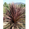 CORDYLINE australis RED STAR
