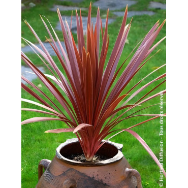 CORDYLINE australis RED STAR