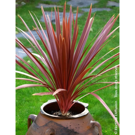 CORDYLINE australis RED STAR