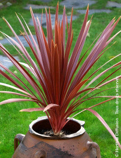 CORDYLINE australis RED STAR