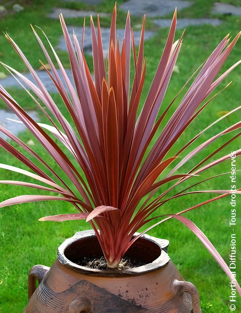 CORDYLINE australis RED STAR