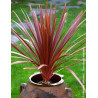 CORDYLINE australis RED STAR