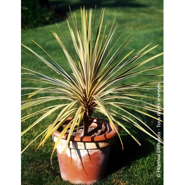 CORDYLINE australis TORBAY DAZZLER
