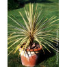 CORDYLINE australis TORBAY DAZZLER