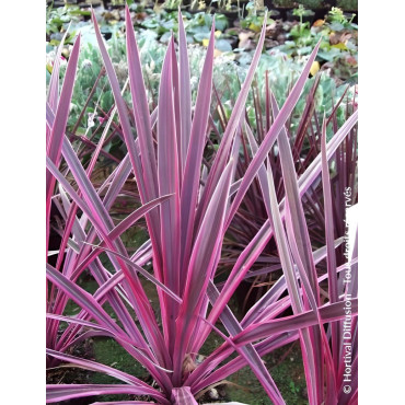 CORDYLINE SOUTHERN SPLENDOUR