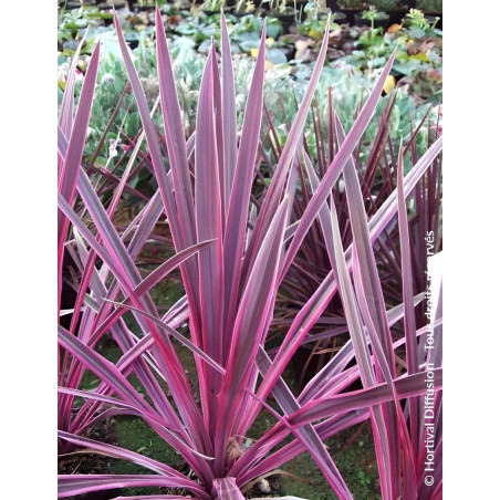 CORDYLINE SOUTHERN SPLENDOUR
