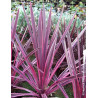 CORDYLINE SOUTHERN SPLENDOUR