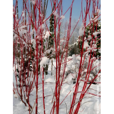 CORNUS alba BATON ROUGE