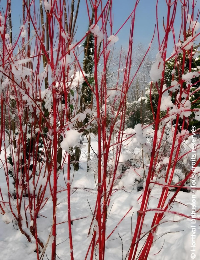CORNUS alba BATON ROUGE CORNUS alba BATON ROUGE