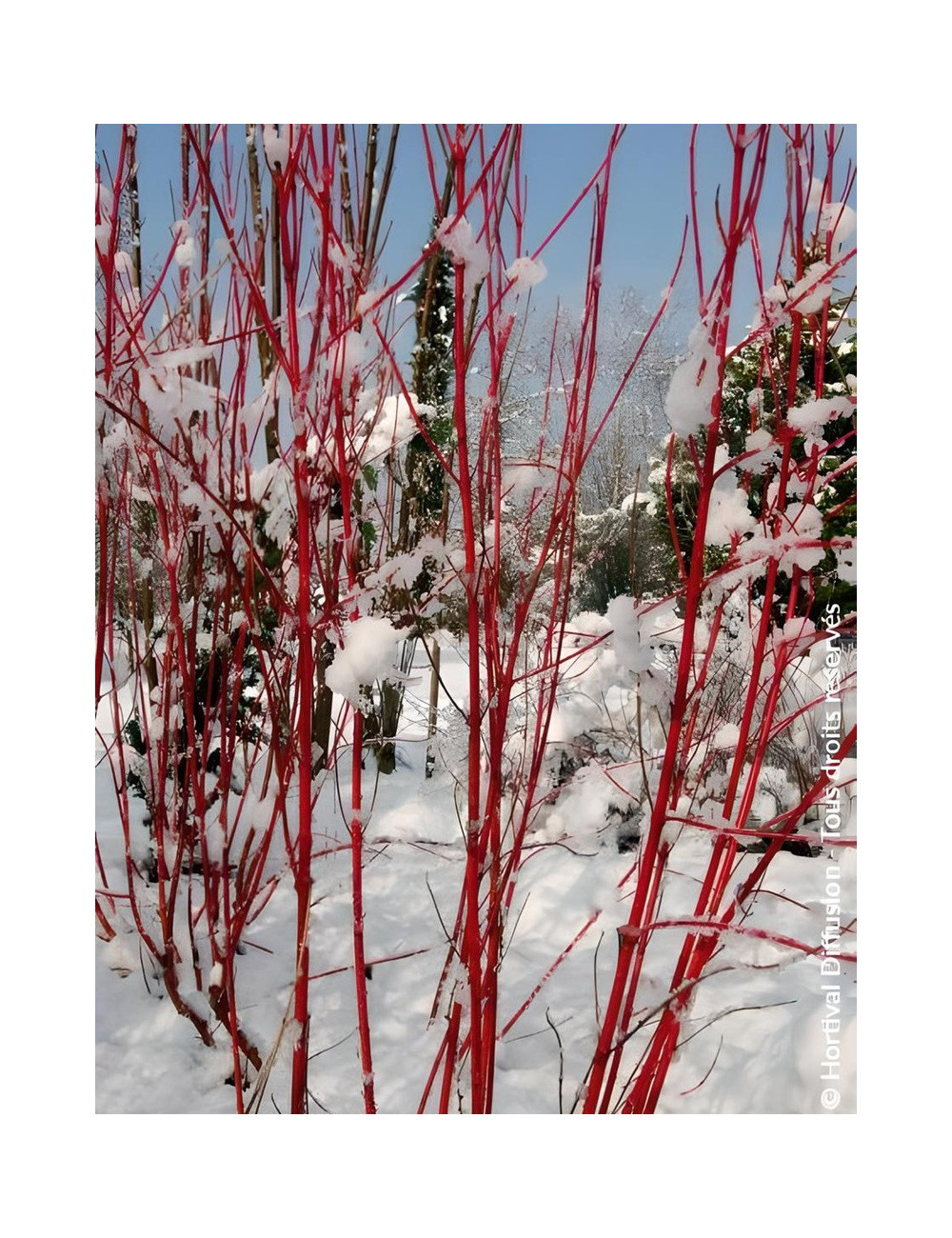 CORNUS alba BATON ROUGE