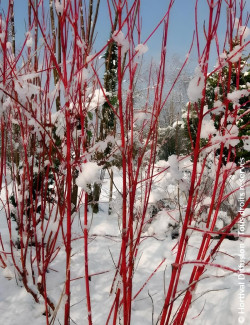 CORNUS alba BATON ROUGE
