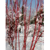 CORNUS alba BATON ROUGE