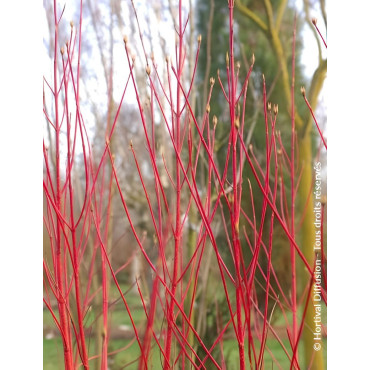 CORNUS alba BATON ROUGE