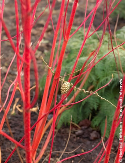 CORNUS alba BATON ROUGE