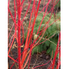 CORNUS alba BATON ROUGE