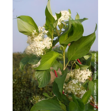 CORNUS alba BATON ROUGE