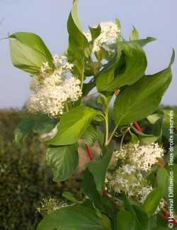 CORNUS alba BATON ROUGE