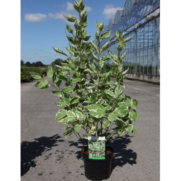 CORNUS alba ELEGANTISSIMA En pot de 4-5 litres buisson hauteur 040-060 cm