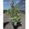 CORNUS alba ELEGANTISSIMA En pot de 4-5 litres buisson hauteur 040-060 cm