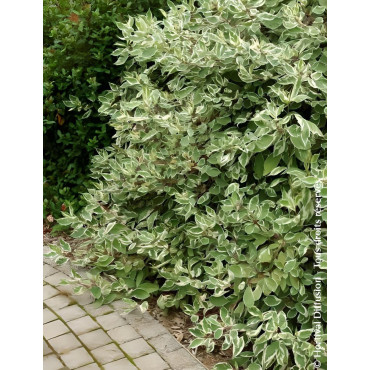 CORNUS alba ELEGANTISSIMA