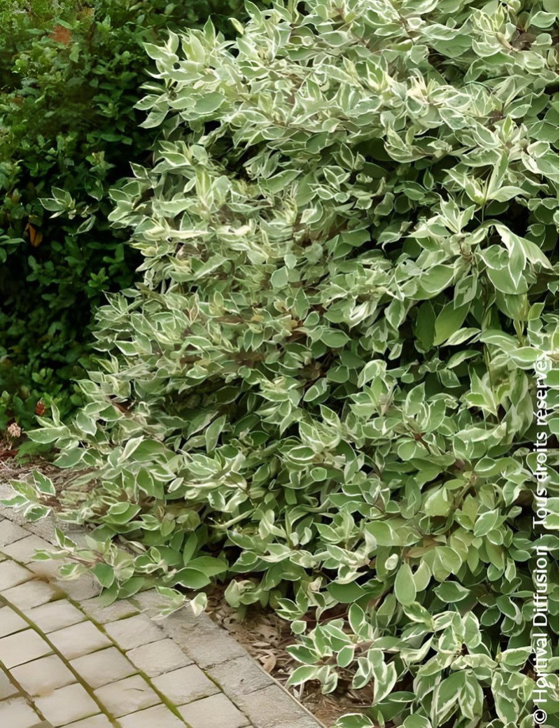 CORNUS alba ELEGANTISSIMA