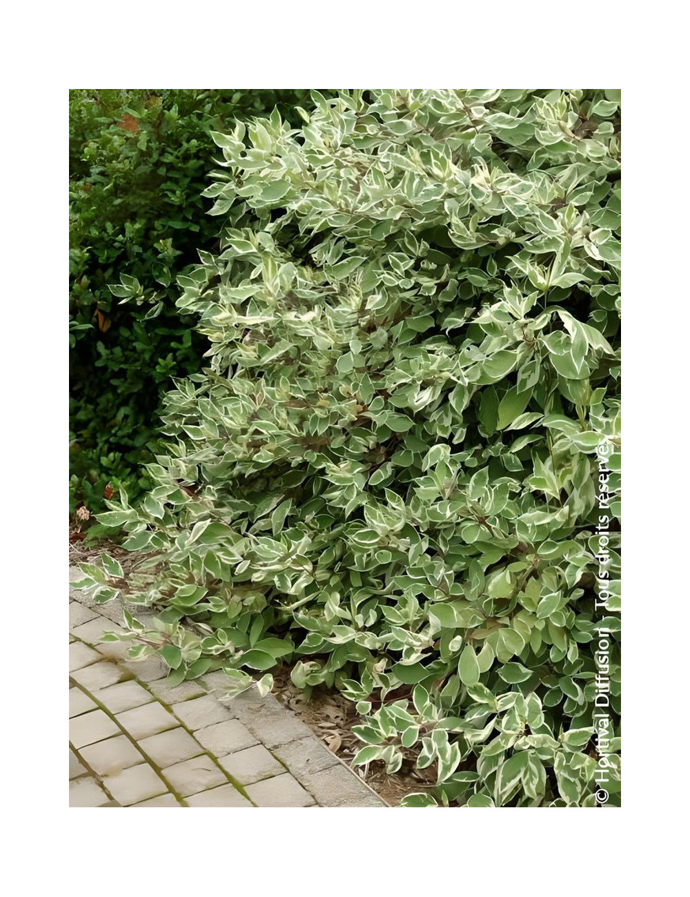 CORNUS alba ELEGANTISSIMA