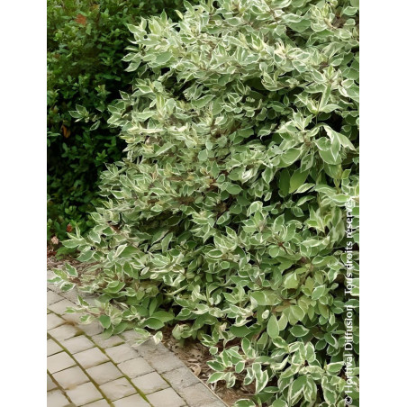 CORNUS alba ELEGANTISSIMA
