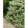 CORNUS alba ELEGANTISSIMA