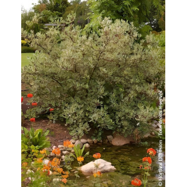 CORNUS alba ELEGANTISSIMA