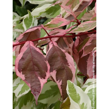 CORNUS alba ELEGANTISSIMA