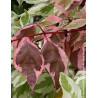 CORNUS alba ELEGANTISSIMA