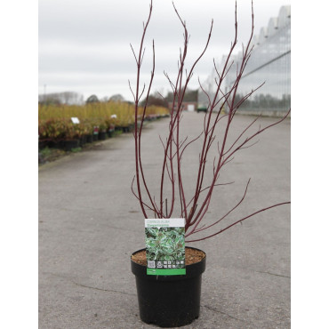 CORNUS alba ELEGANTISSIMA En pot de 4-5 litres buisson hauteur 040-060 cm