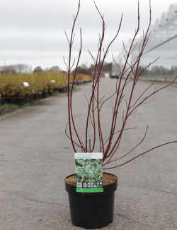 CORNUS alba ELEGANTISSIMA En pot de 4-5 litres buisson hauteur 040-060 cm