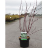 CORNUS alba ELEGANTISSIMA En pot de 4-5 litres buisson hauteur 040-060 cm