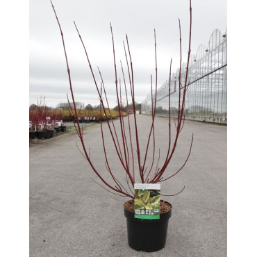 CORNUS alba GOUCHAULTII En pot de 3-4 litres buisson hauteur 040-060 cm