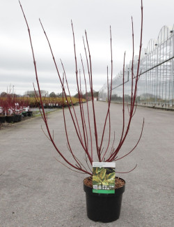 CORNUS alba GOUCHAULTII En pot de 3-4 litres buisson hauteur 040-060 cm