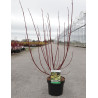 CORNUS alba GOUCHAULTII En pot de 3-4 litres buisson hauteur 040-060 cm