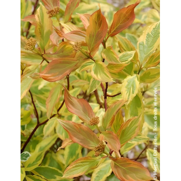CORNUS alba GOUCHAULTII