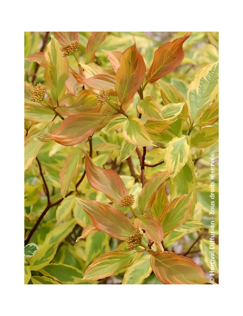 CORNUS alba GOUCHAULTII