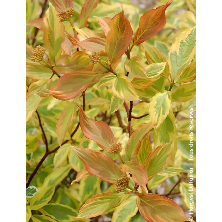 CORNUS alba GOUCHAULTII