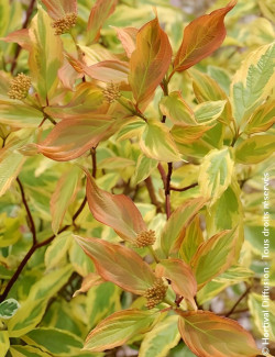 CORNUS alba GOUCHAULTII