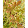 CORNUS alba GOUCHAULTII