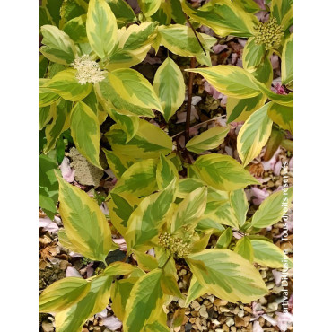 CORNUS alba GOUCHAULTII