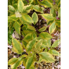 CORNUS alba GOUCHAULTII