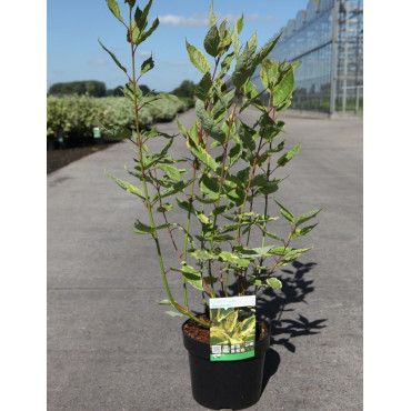 CORNUS alba GOUCHAULTII En pot de 3-4 litres buisson hauteur 040-060 cm
