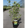 CORNUS alba GOUCHAULTII En pot de 3-4 litres buisson hauteur 040-060 cm