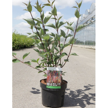 CORNUS alba KESSELRINGII En pot de 3-4 litres buisson hauteur 040-060 cm