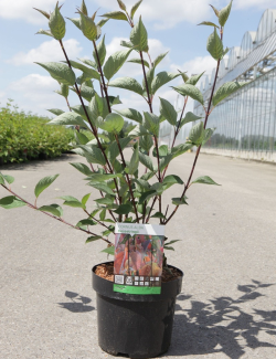CORNUS alba KESSELRINGII En pot de 3-4 litres buisson hauteur 040-060 cm