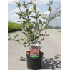 CORNUS alba KESSELRINGII En pot de 3-4 litres buisson hauteur 040-060 cm